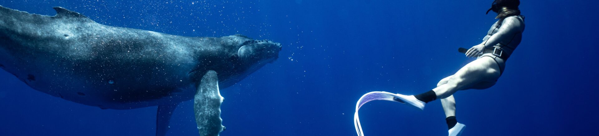 rurutu_inertia_network_matt_reichel_one_with_whales_swim_with_humpback_whales_french_polynesia_26_b8.jpeg